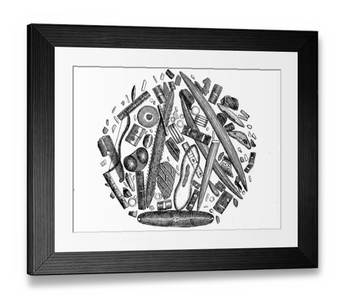 Framed Print : Diatoms or diatoms, Bacillariophyta