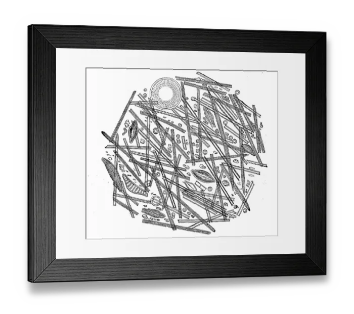 Framed Print : Siliceous diatoms or diatoms, Bacillariophyta