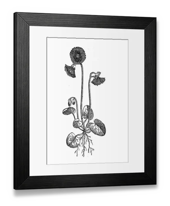 Framed Print : Soldanella alpina, illustration from 1890 Framed Print : Soldanella alpina, illustration from 1890