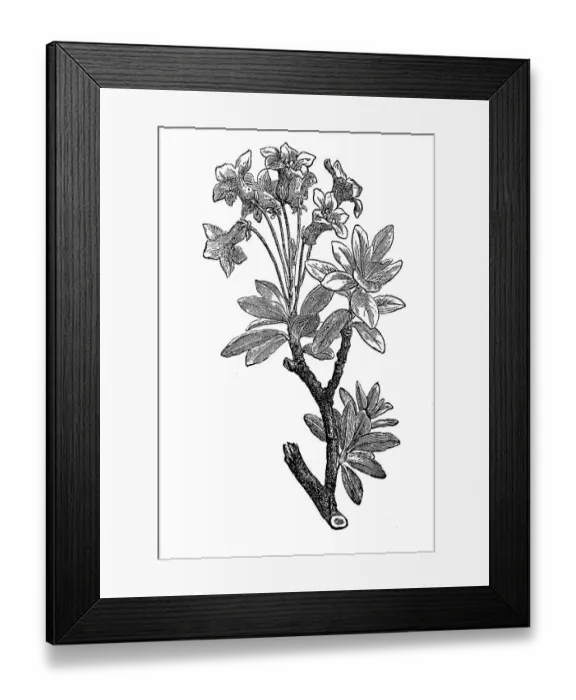 Framed Print : Rusty-leaved alpenrose, Rhododendron ferrugineum