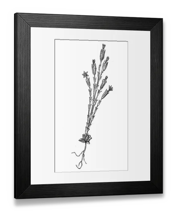 Framed Print : Gentiana utriculosa, illustration from 1890