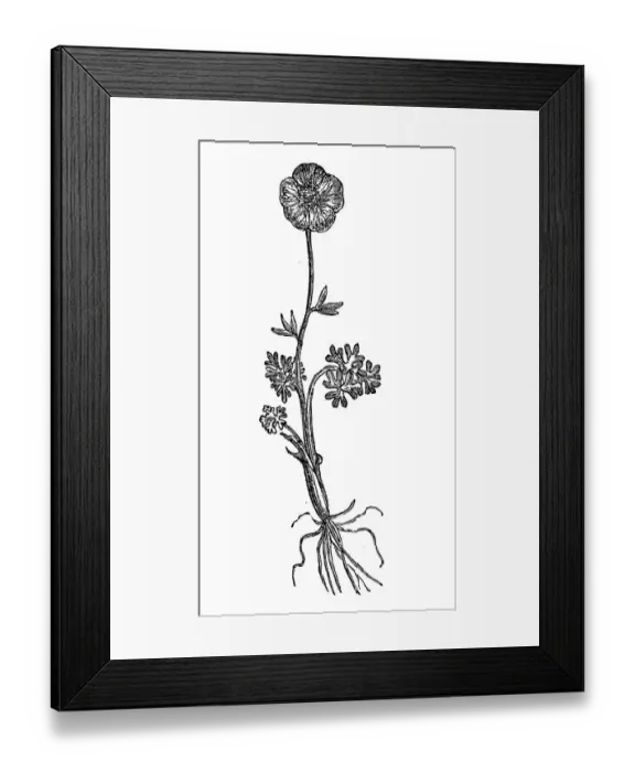 Framed Print : Glacier buttercup, Ranunculus glacialis