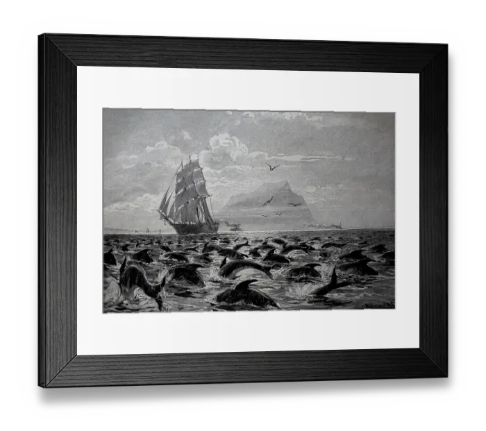 Framed Print : In the Strait of Gibraltar a sailing ship sails through a large group of dolphins Framed Print : In the Strait of Gibraltar a sailing ship sails through a large group of dolphins