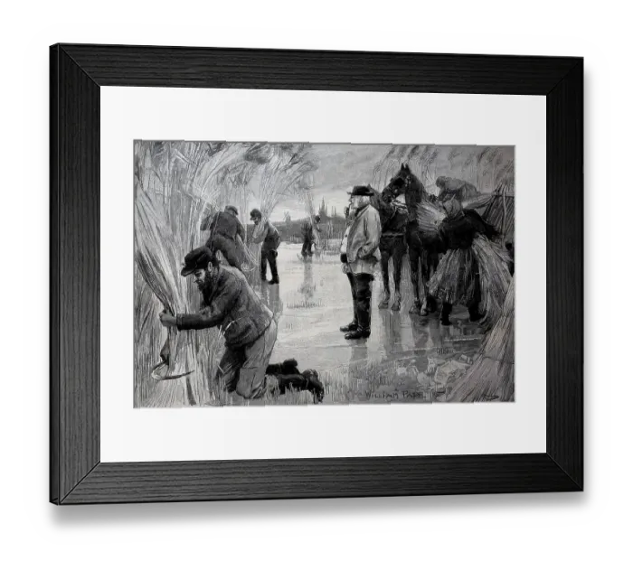 Framed Print : Farmers harvesting reeds on the frozen Havel