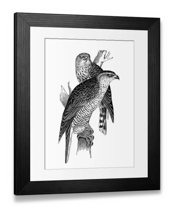 Framed Print : Goshawk, Accipiter gentilis, is a bird of prey belonging to the goshawk family