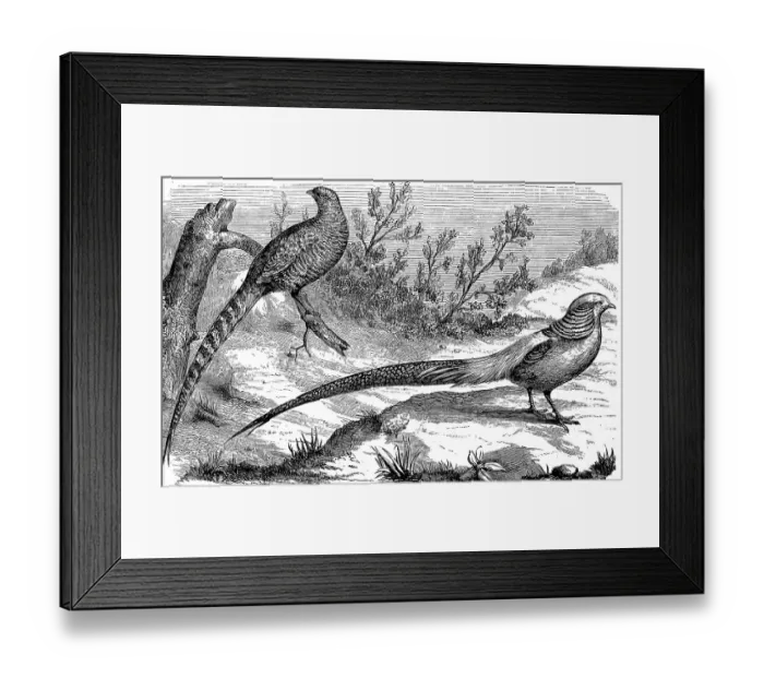 Framed Print : Golden Pheasant, Phasianus pictus