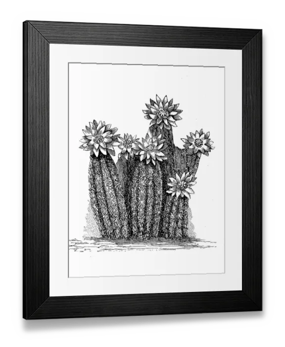 Framed Print : Cactus, Hedgehog Cactus caespitosus