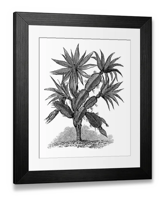Framed Print : Cactus, Epipyllum russellianum