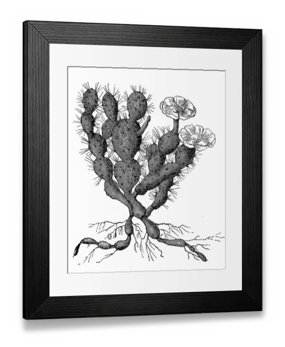 Framed Print : Cactus, Opuntia filipendula, with flower Framed Print : Cactus, Opuntia filipendula, with flower