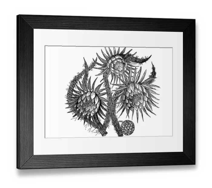 Framed Print : Cactus, Cereus grandiflorus, with flower Framed Print : Cactus, Cereus grandiflorus, with flower