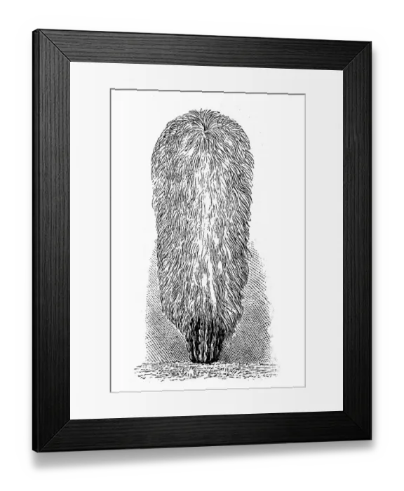 Framed Print : Cactus, Pilocereus senilis, illustration from 1890 Framed Print : Cactus, Pilocereus senilis, illustration from 1890