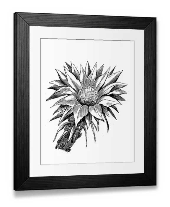 Framed Print : Cactus, flower of Echinopsis eyriesii Framed Print : Cactus, flower of Echinopsis eyriesii