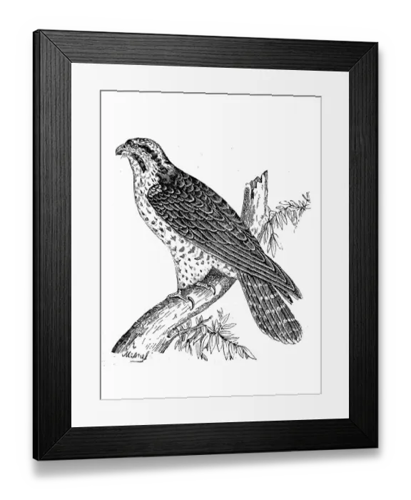 Framed Print : Edelfalke, Falcon, Falco gentilis Framed Print : Edelfalke, Falcon, Falco gentilis