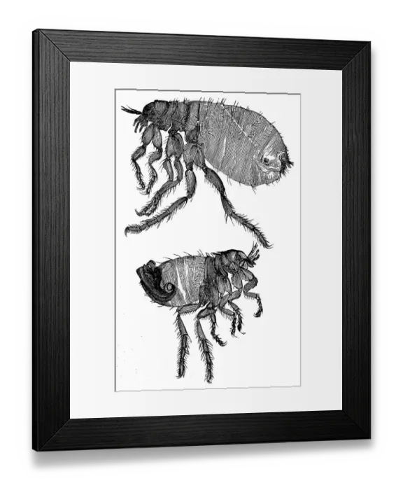 Framed Print : Human flea, female (top) and male (bottom) Framed Print : Human flea, female (top) and male (bottom)