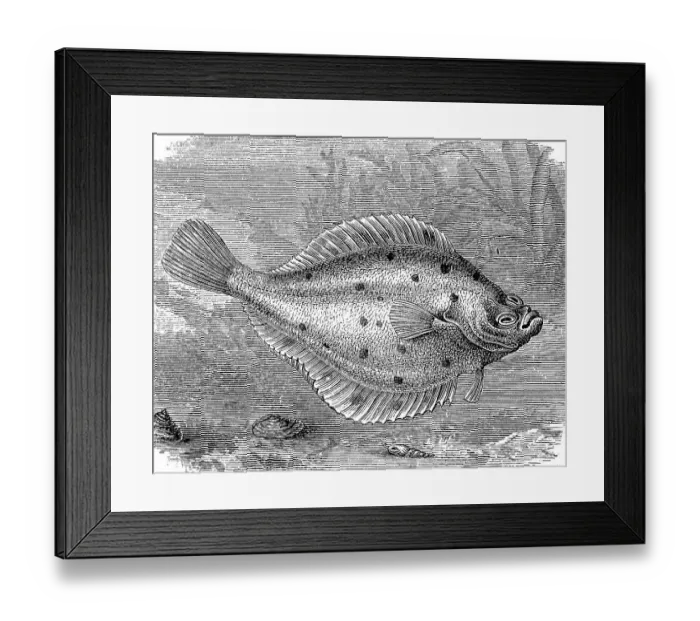 Framed Print : Plaice or turbot, Pleuronectes platessa Framed Print : Plaice or turbot, Pleuronectes platessa