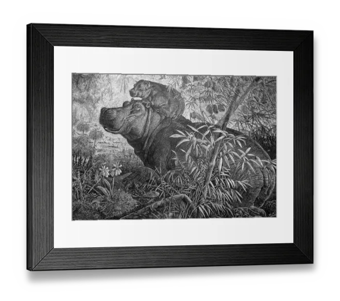 Framed Print : Hippopotamus with young in East Africa Framed Print : Hippopotamus with young in East Africa