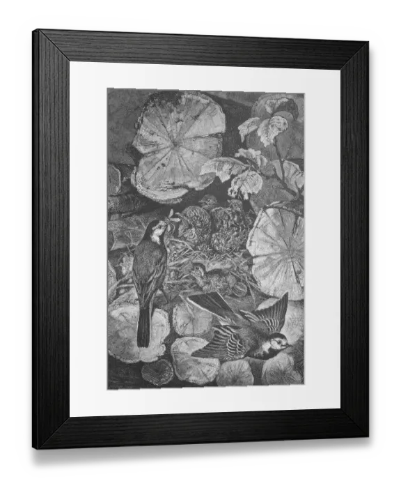Framed Print : Young cuckoo in the nest of a white wagtail Framed Print : Young cuckoo in the nest of a white wagtail