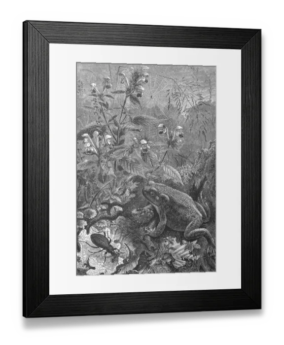Framed Print : Toad, Bufo bufo, hunting for insects
