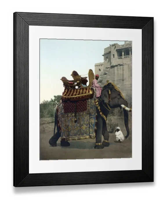 Framed Print : South India. Government Elephant in State Costume Framed Print : South India. Government Elephant in State Costume