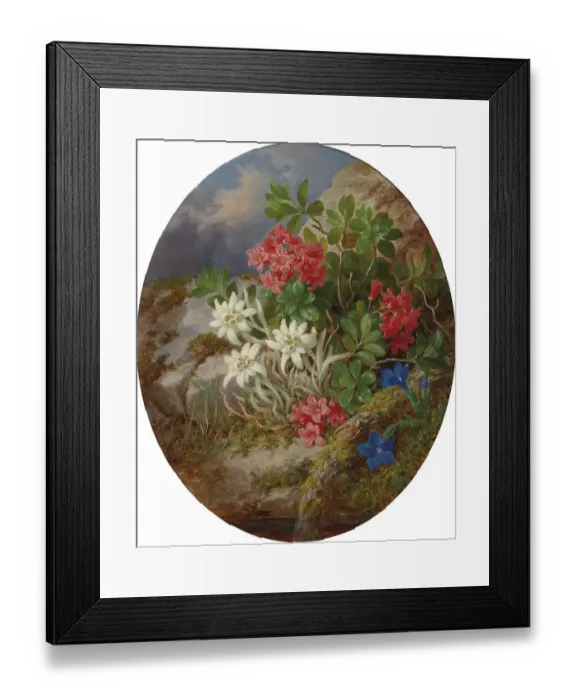 Framed Print : Alpine flowers with edelweiss on a rocky background in nature