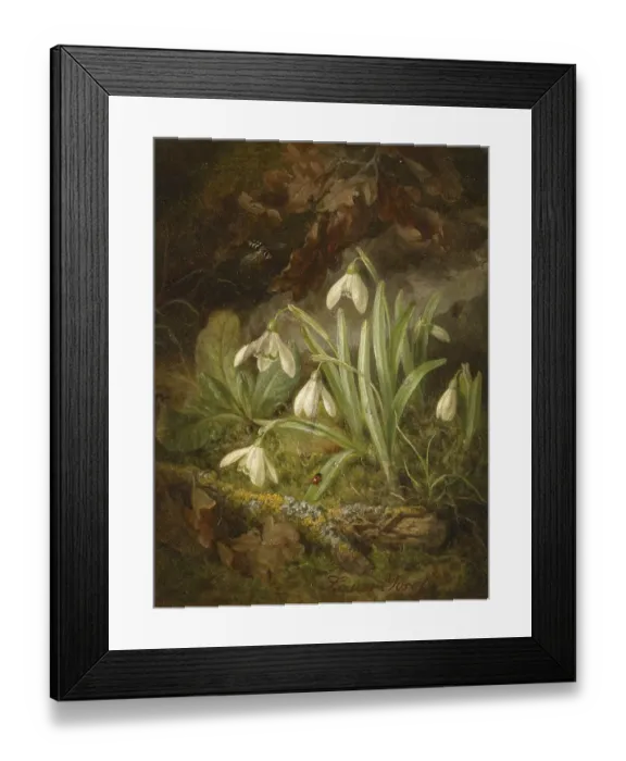 Framed Print : Snowdrops in the forest with moss and insects under soft lighting
