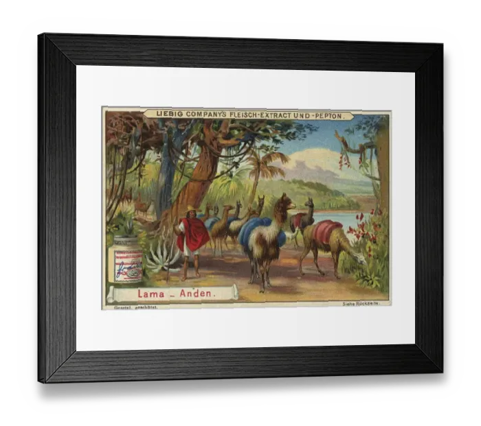 Framed Print : Picture series Animals of the Lands Framed Print : Picture series Animals of the Lands