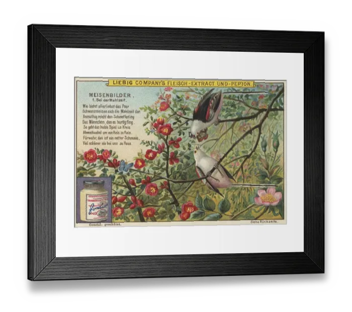 Framed Print : Picture series Birds, tits, at mealtime