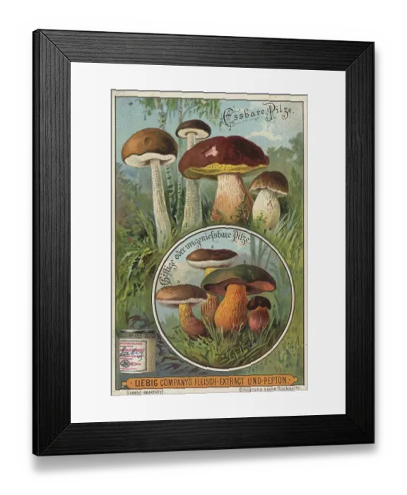 Framed Print : Picture series Comparison of edible mushrooms and poisonous mushrooms