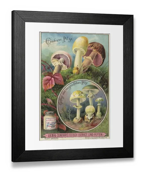 Framed Print : Picture series Comparison of edible mushrooms and poisonous mushrooms
