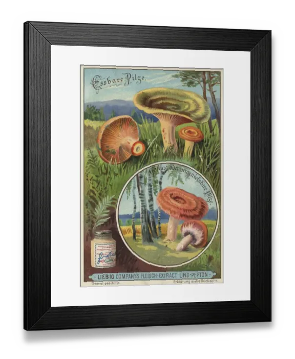 Framed Print : Picture series Comparison of edible mushrooms and poisonous mushrooms