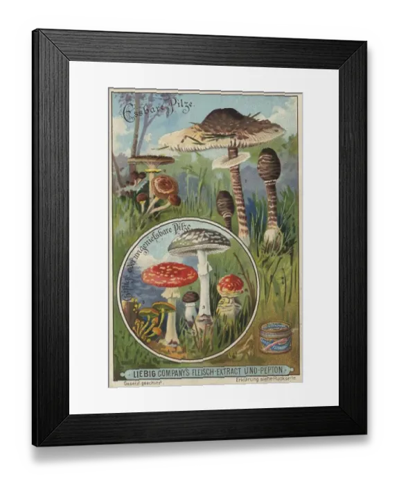Framed Print : Picture series Comparison of edible mushrooms and poisonous mushrooms Framed Print : Picture series Comparison of edible mushrooms and poisonous mushrooms