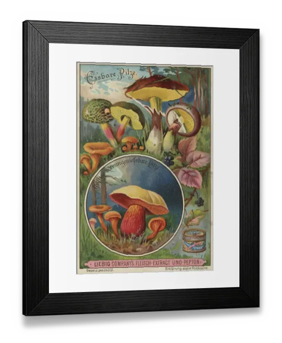 Framed Print : Picture series Comparison of edible mushrooms and poisonous mushrooms