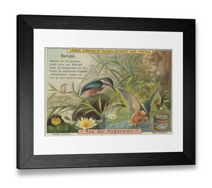 Framed Print : Picture series From the world of birds