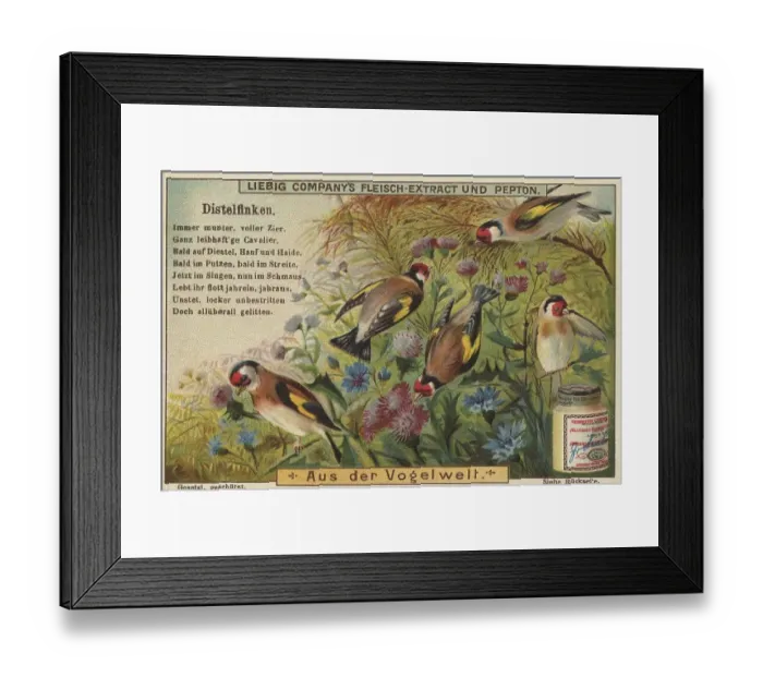 Framed Print : Picture series From the world of birds