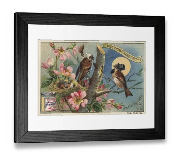 Framed Print : Picture series From the world of birds Framed Print : Picture series From the world of birds