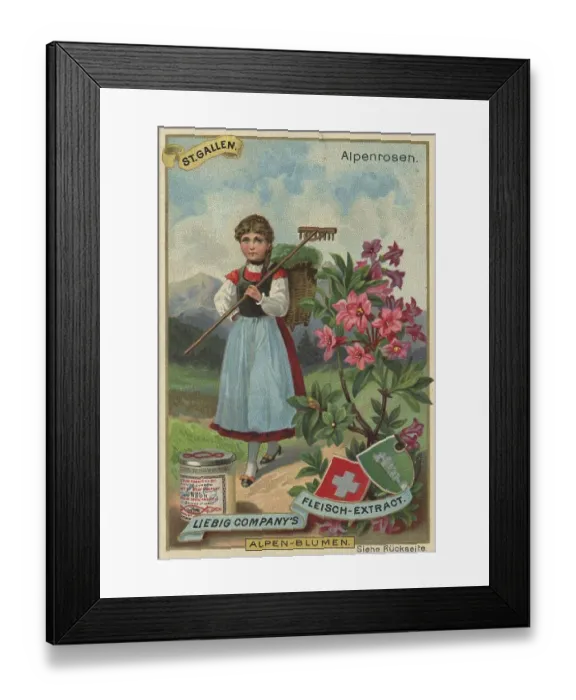 Framed Print : Picture series Alpine flowers, Alpine roses in St Framed Print : Picture series Alpine flowers, Alpine roses in St