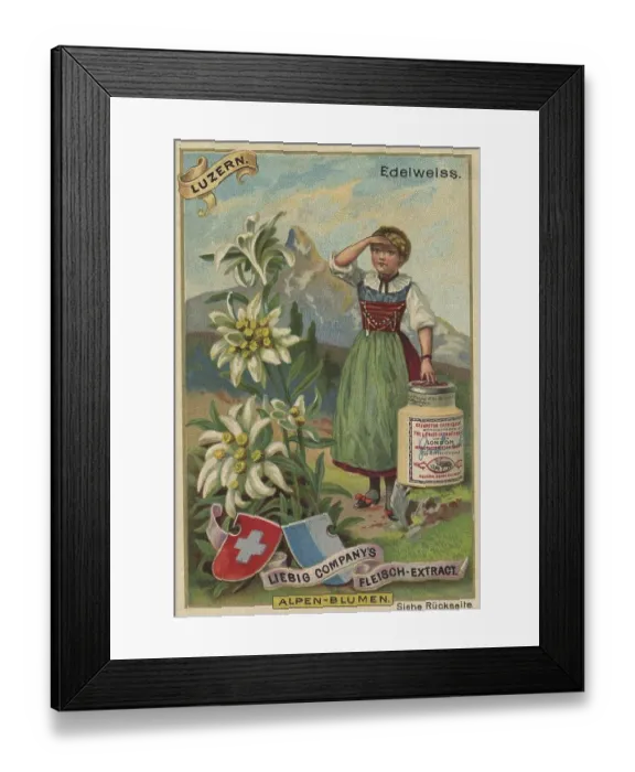 Framed Print : Picture series Alpine flowers, edelweiss in Lucerne