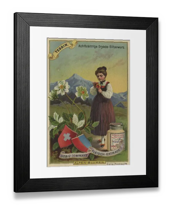 Framed Print : Picture series Alpine flowers, eight-leaved dryad Framed Print : Picture series Alpine flowers, eight-leaved dryad