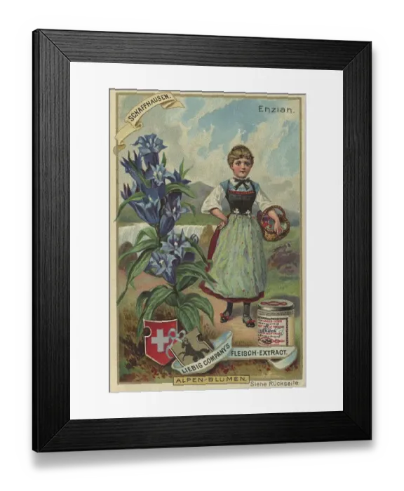 Framed Print : Picture series Alpine flowers, gentian Framed Print : Picture series Alpine flowers, gentian