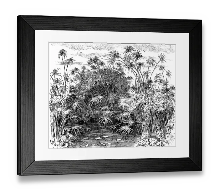 Framed Print : Papyrus plants (Cyperus papyrus) near Syracuse Framed Print : Papyrus plants (Cyperus papyrus) near Syracuse