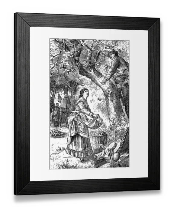 Framed Print : Peaceful scene from the fruit harvest in summer