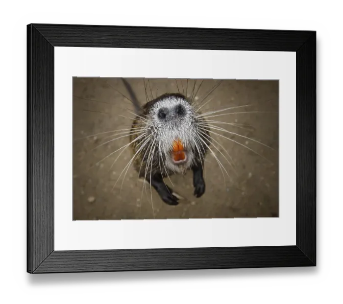 Framed Print : Nutria (Myocastor coypus) Hesse, Germany, Europe