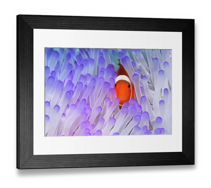 Framed Print : Western Clownfish (Amphiprion ocellaris) in Magnificent Sea Anemone (Heteractis magnifica), Great Barrier Reef, UNESCO World Heritage Site, Queensland, Cairns, Australia, Pacific Ocean, Oceania Framed Print : Western Clownfish (Amphiprion ocellaris) in Magnificent Sea Anemone (Heteractis magnifica), Great Barrier Reef, UNESCO World Heritage Site, Queensland, Cairns, Australia, Pacific Ocean, Oceania