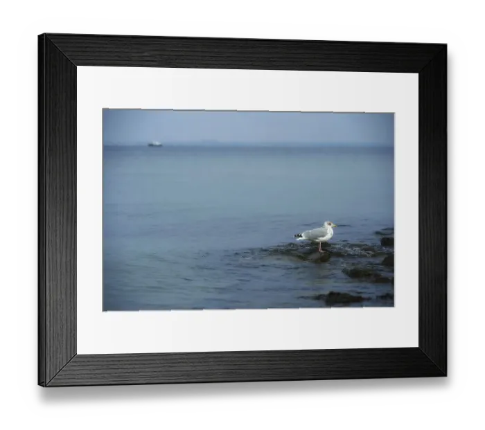 Framed Print : 21.10.2022, Seagull on a stone on the beach of Timmendorfer Strand Timmendorfer Strand, Schleswig-Holstein, Germany, Europe
