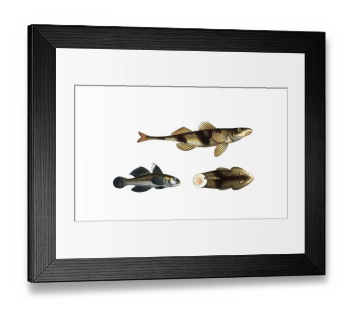 Framed Print : Fish, Fish, top and right: Genus of the family Perch, Perca asper, The rough-Perch. bottom left: Gobius jozo, The blue goby, Historic, digitally restored reproduction from a 19th century original, Record date not stated Framed Print : Fish, Fish, top and right: Genus of the family Perch, Perca asper, The rough-Perch. bottom left: Gobius jozo, The blue goby, Historic, digitally restored reproduction from a 19th century original, Record date not stated
