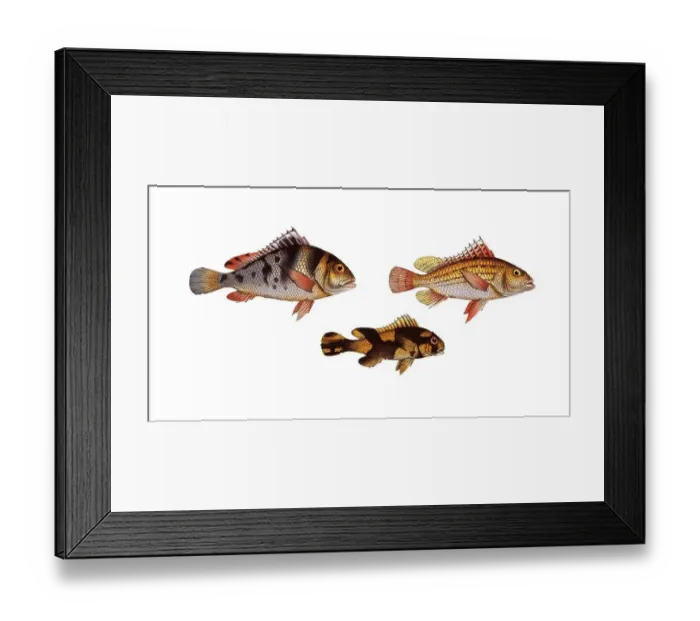 Framed Print : Fish, fish, top left: Anthias maculatus, the maculated grunt. top right: Anthia lineatus, the lineated grunt
