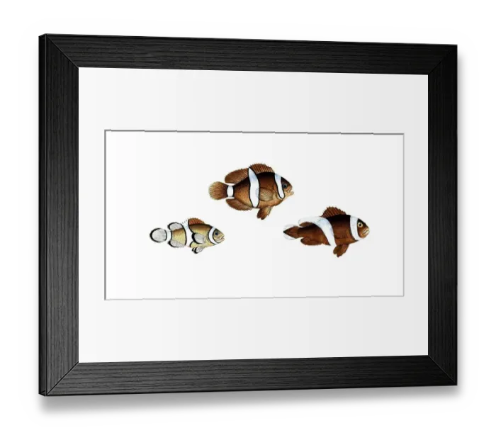 Framed Print : Fish, fish, top: Genus of bannerfish, Anthias polymna, the white band. below, Genus of bannerfish, Anthias bifasciatus, the double band, ths Jordaine, Historic, digitally restored reproduction from a 19th century original, Record date not stated