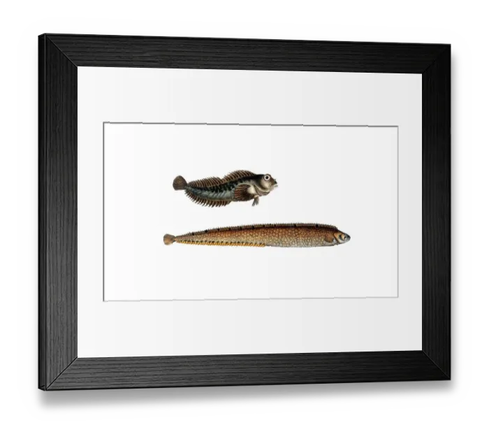 Framed Print : Fish, fish, top: Blennios pholis, the sea lark, the Bulcard. bottom: Blennius gunellus, der Butterfisch, the Butterfish, Historic, digitally restored reproduction from a 19th century original, Record date not stated Framed Print : Fish, fish, top: Blennios pholis, the sea lark, the Bulcard. bottom: Blennius gunellus, der Butterfisch, the Butterfish, Historic, digitally restored reproduction from a 19th century original, Record date not stated