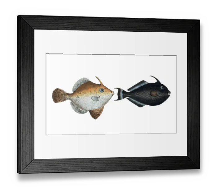 Framed Print : Fish, fishes, left: Balistes chinensis, the Chinese hornfish. right: Balistes ringens, the black hornfish, the black old Wife, Historic, digitally restored reproduction from a 19th century original, Record date not stated