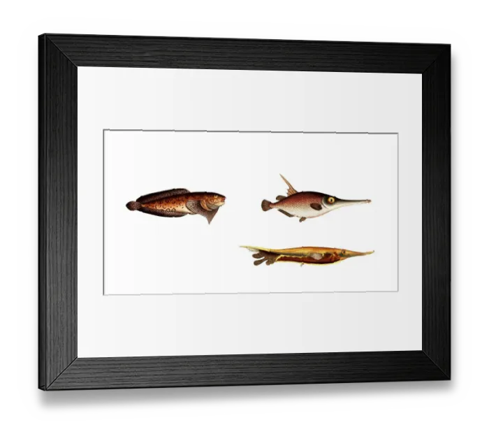Framed Print : Fish, fish, left: Cyclopterus liparis, the bearded fish, the unctuous sucker. bottom right: Centriscus scutarus, der Messerfisch, the Knife Fish